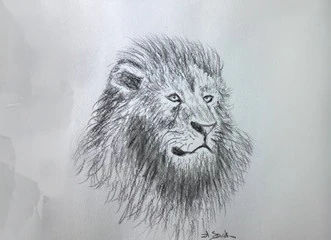 Detailed pencil sketch of a lion