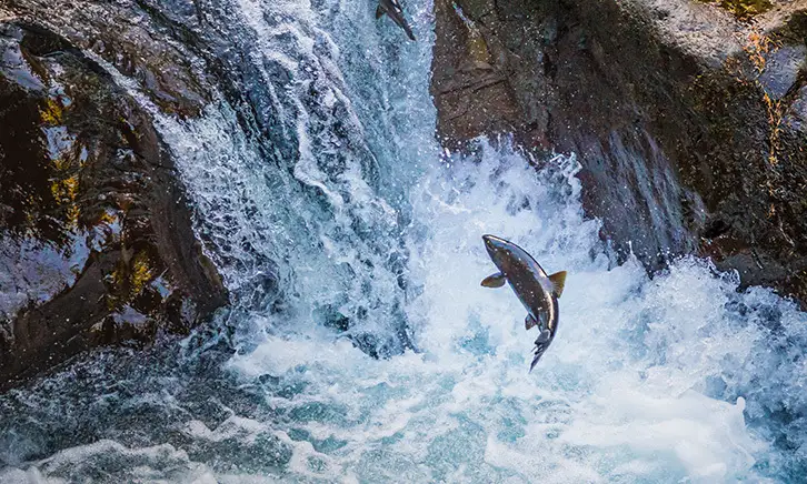 Salmon jumping upstream in waterfall