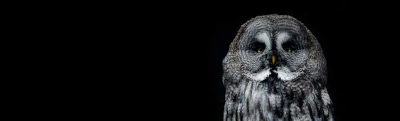 Close-up of a gray owl on black