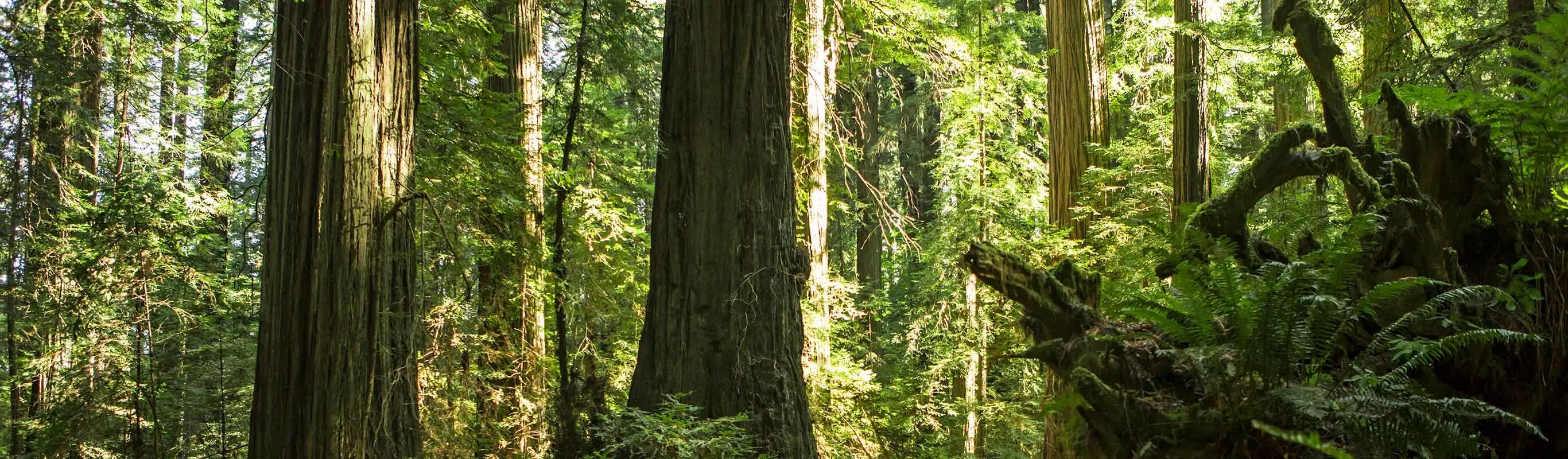 Majestic forest with towering redwoods